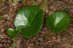 Variableleaf heartleaf